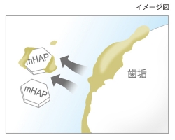 歯垢の吸着除去