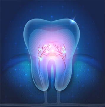 歯髄の役割と歯髄炎 しずいえん Apagard