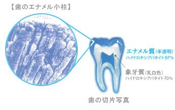 歯のエナメル小柱